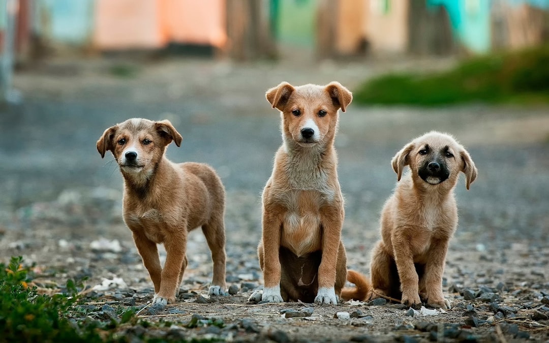 The Benefits of Dog Cones for Healing